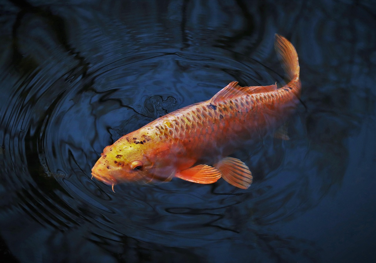 animal, fish, koi, nature, carp-like, swim, water, pond