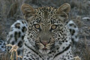 A leopard lies in the wild, captured in a detailed close-up.