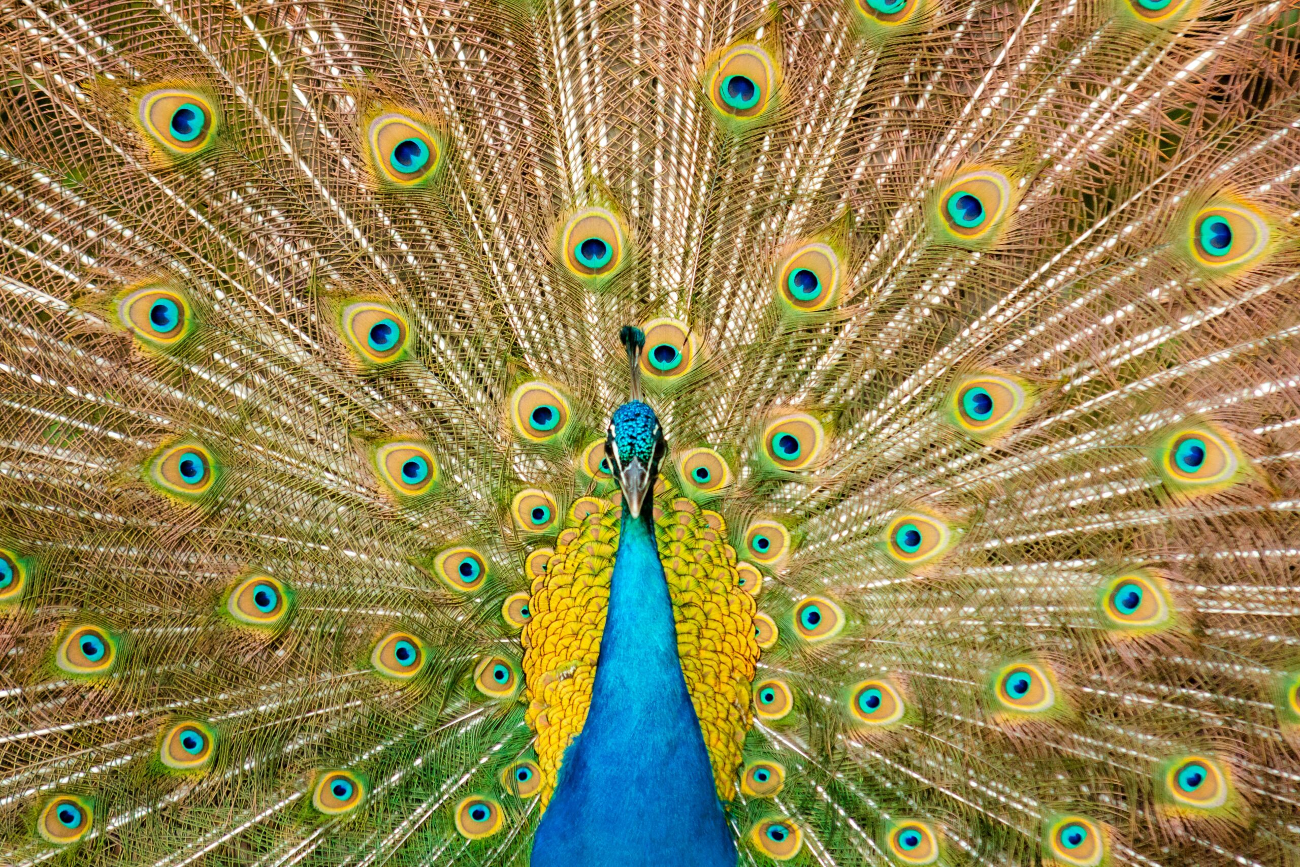 A vivid display of a male peacock showing its colorful tail feathers in vibrant detail.