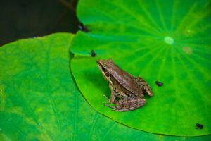 Detailed close-up of a brown frog sitting on a vibrant green leaf, captured outdoors in natural light.